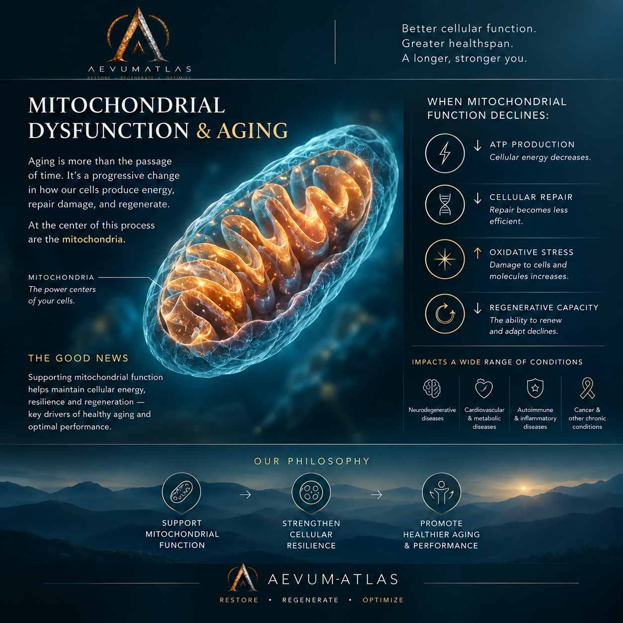 Mitochondrial dysfunction and healthy aging - AevumAtlas infographic