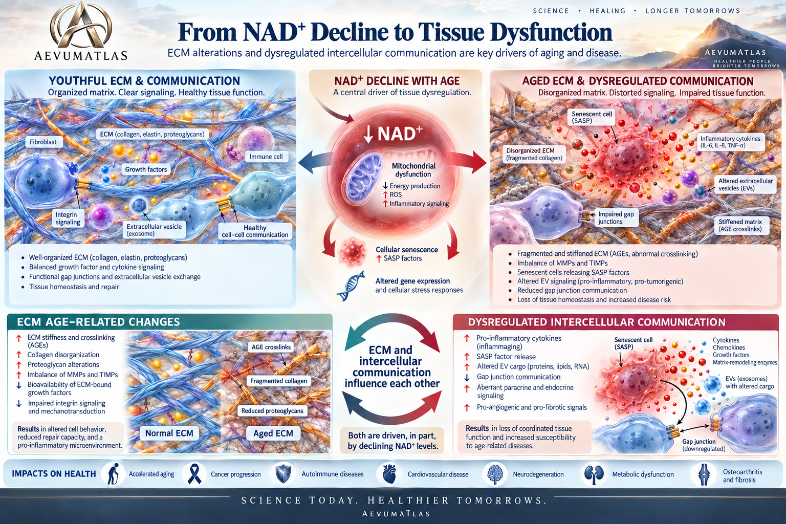NAD+ metabolism, cellular dysfunction and healthy aging - AevumAtlas